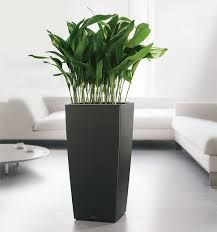 52 best Plants images on Pinterest | Landscaping, Vertical gardens ... 52 best Plants images on Pinterest | Landscaping, Vertical gardens ...