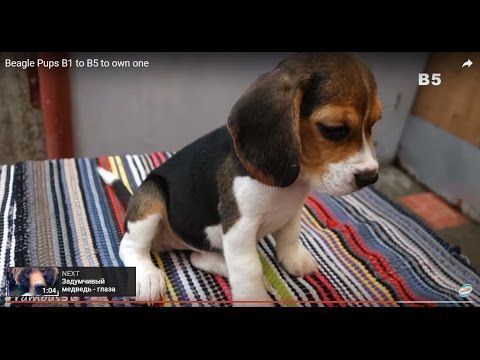 Puppy Feels Water For The First Time Funny Beagle Puppy Marie