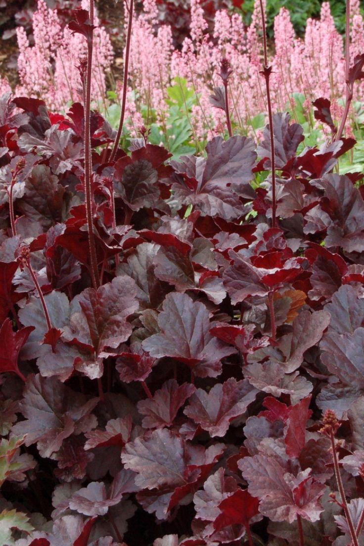 (x+9)(x-3) 'Obsidian' bloom. Heuchera (Coral in Bells Heuchera (x+9)(x-3) 'Obsidian' bloom. Heuchera (Coral in Bells Heuchera