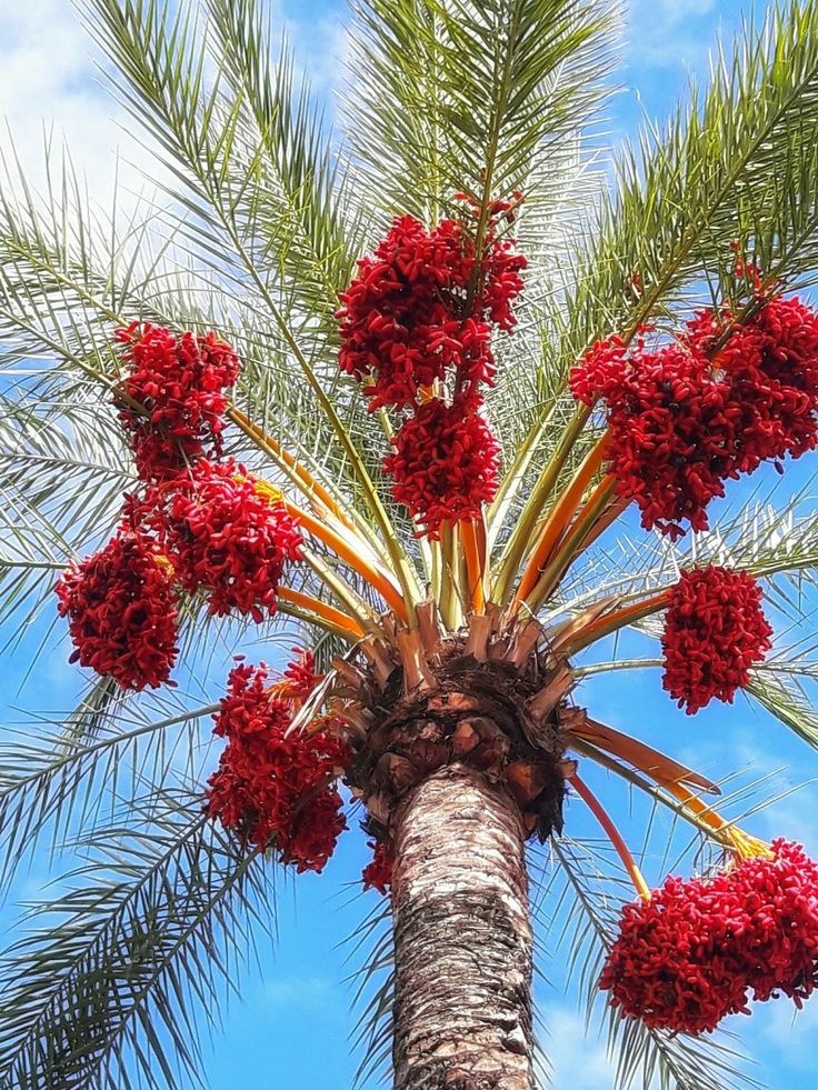 Pin by Jill on Trees Plants, Tree, Garden