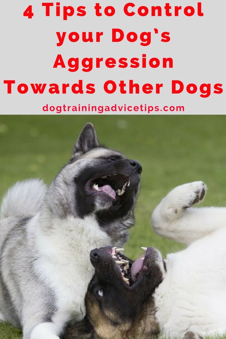 4 Tips To Control Your Dog S Aggression Towards Other Dogs Dog
