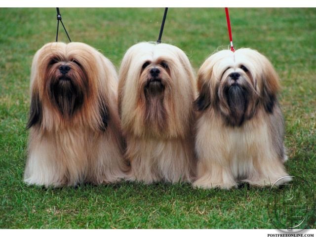 Lhasa Apso High Linage Puppies Available For Sale In Mumbai