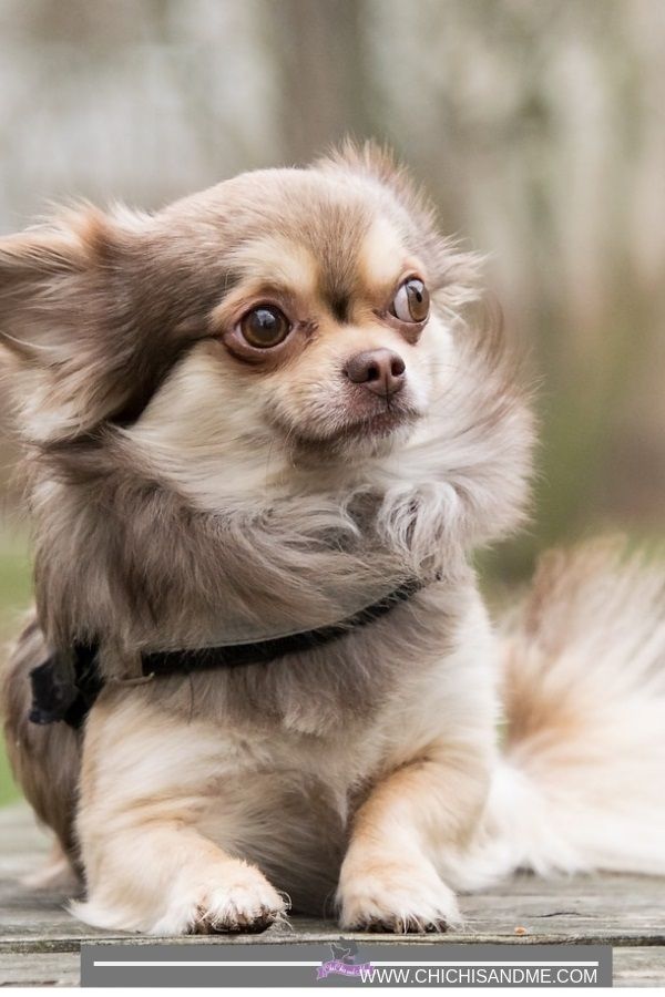 Title Everything You Need To Know About Chihuahuas Chihuahua