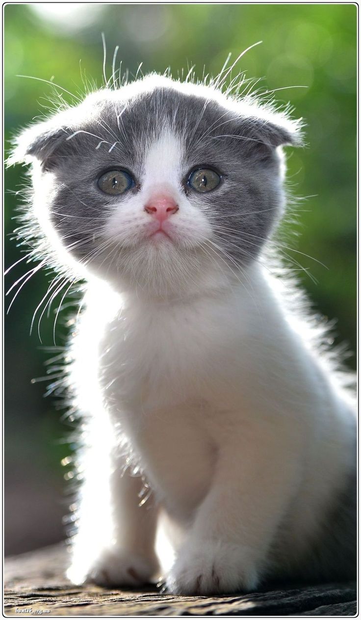 Orion Kittens cutest, Kitten pictures, Baby cats