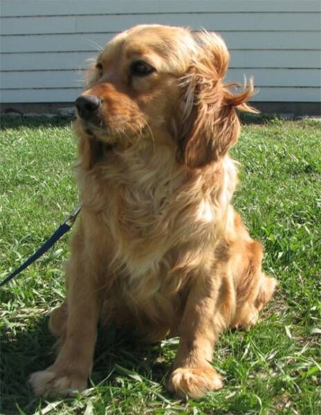 golden retriever x spaniel 20 best mini golden retrievers images on golden retrievers mini golden golden retriever x spaniel 20 best mini golden retrievers images on golden retrievers mini golden