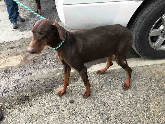 Doberman Pinscher Dog For Adoption In Hanford Ca Adn 744181 On
