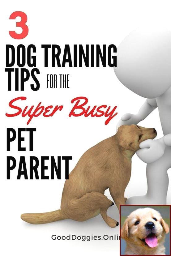 House Training A Shih Tzu Puppy Uk And Dog Training Courses