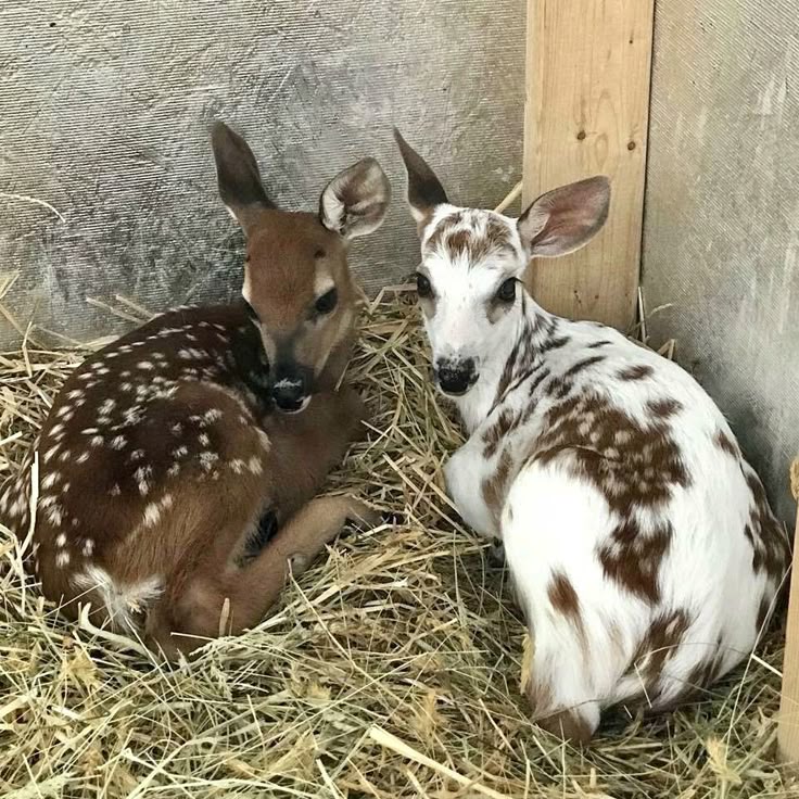 Oh my sweet goodness. These adorable sweet babies look so cold. I just want to...