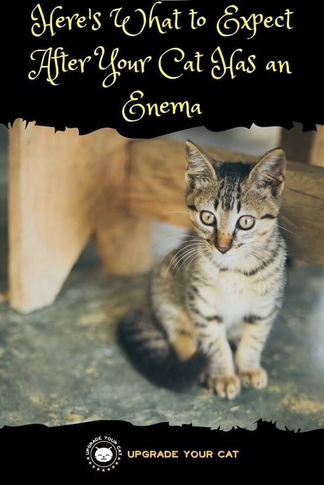 enema gatos