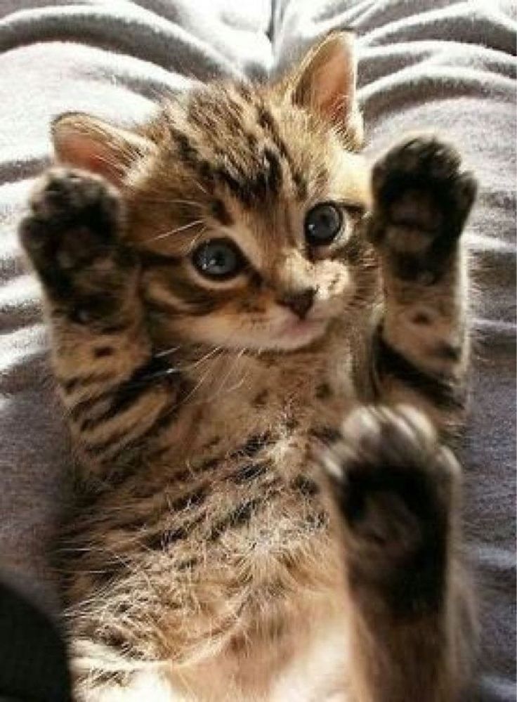 可愛い猫ちゃん写真 no 1 Kittens Cutest Cute Cats Kittens And Puppies 可愛い猫ちゃん写真 no 1 Kittens Cutest Cute Cats Kittens And Puppies