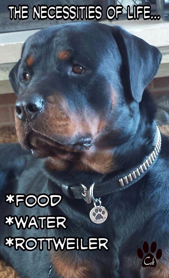 rottweiler favorite food best 25 rottweilers ideas on rottweiler rottweiler and rottweiler info rottweiler favorite food best 25 rottweilers ideas on rottweiler rottweiler and rottweiler info