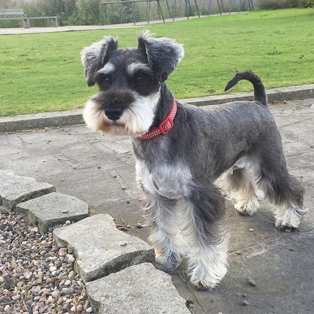 Pictures Of Miniature Schnauzers Haircuts Goldenacresdogs Pictures Of Miniature Schnauzers