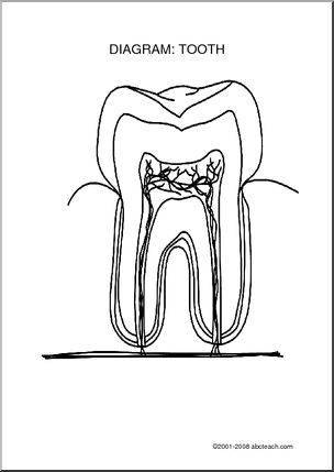 Diagram: Tooth (unlabeled) - Label the parts of the tooth. | Teeth