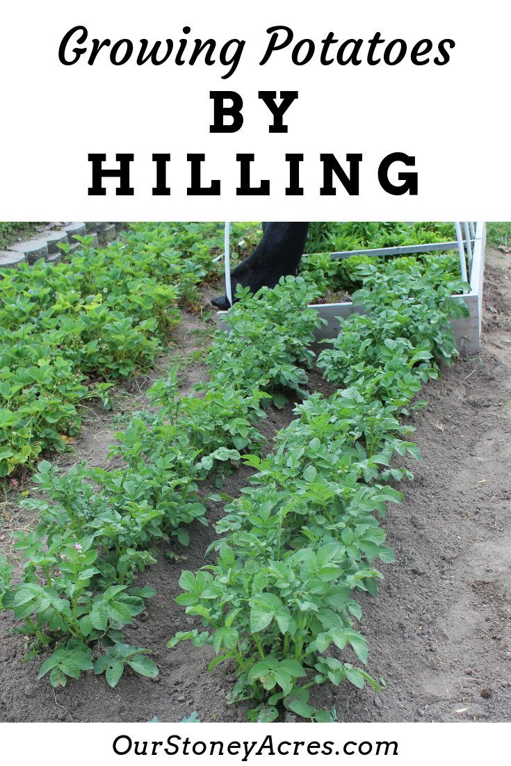 Can You Plant Potatoes In The Fall How To Grow Potatoes Over The Fall Or Winter Seasons Shtfpreparedness Growing Potatoes Winter Vegetables Gardening Growing Winter Vegetables