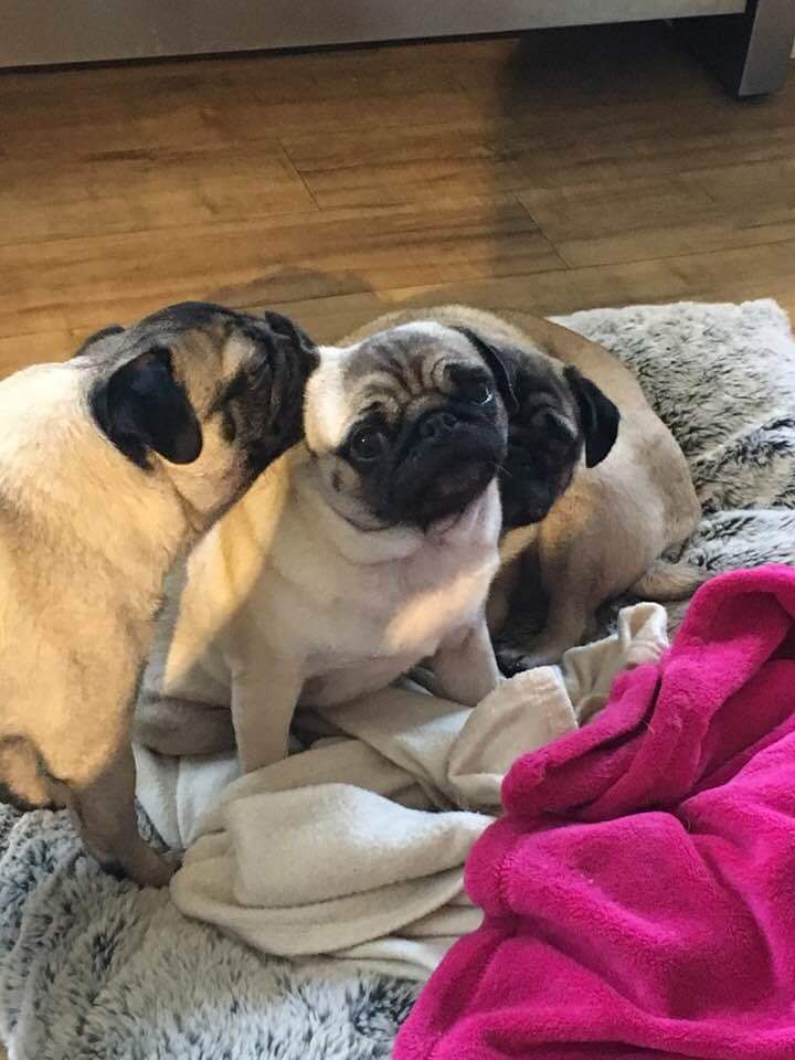 Pin By Mari Kent On So Much Awwwww Cute Pug Puppies Pugs Pugs