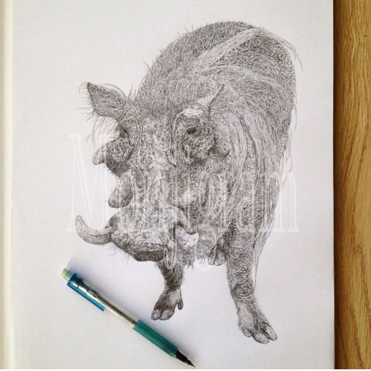 A Wild Boar イノシシ君 シャーペン画 シャーペン イラスト 絵 アート 線画 鉛筆画 鉛筆アート 鉛筆 動物画 動物 Drawing Illustration Art Drawings Lion Sculpture Drawing Inspiration A Wild Boar イノシシ君 シャーペン画 シャーペン イラスト 絵 アート 線画 鉛筆画 鉛筆アート 鉛筆 動物画 動物 Drawing Illustration Art Drawings Lion Sculpture Drawing Inspiration