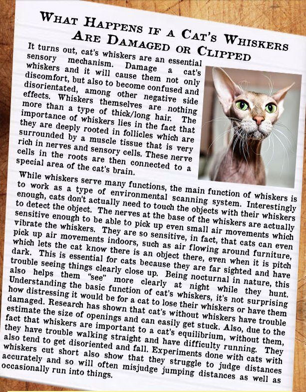 what happens if you cut a s whiskers 27 best infographics strange cat facts images on cat facts cats what happens if you cut a s whiskers 27 best infographics strange cat facts images on cat facts cats