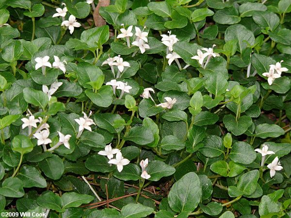 69 Best Fl Ground Covers Images On Pinterest Mitchella Repens Partridgeberry Slow Growing E Green Groundcover Full Shade