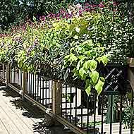 Garden Planter Hanging Over Balcony Railings Garden Planter Hanging Over Balcony Railings