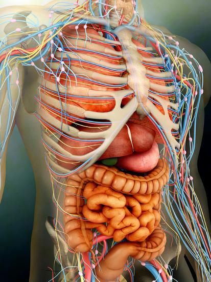 'Perspective View of Human Body, Whole Organs And Bones' Photographic