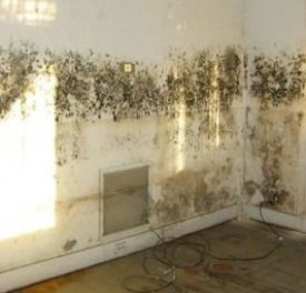Mold On Wall How To Remove With Essential Oils Black Mold On Wall How To Remove With Essential Oils