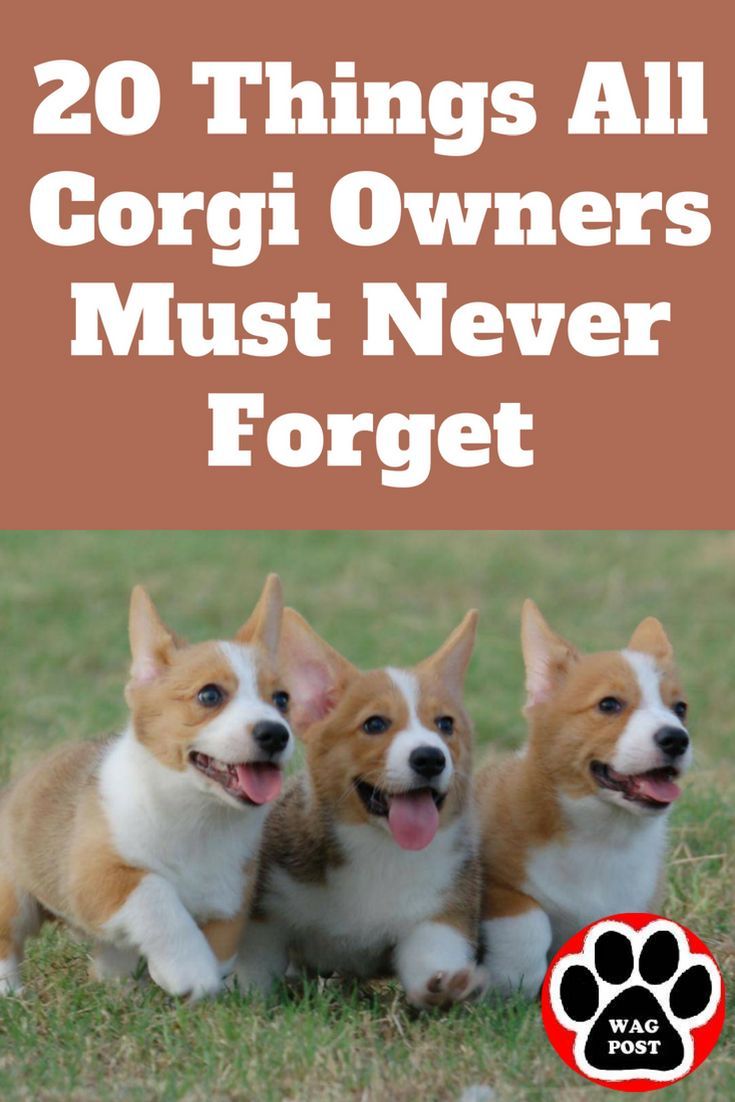 20 Things All Corgi Owners Must Never Forget Corgi Facts Corgi