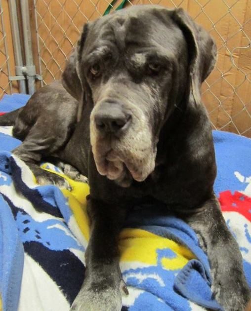 Big Dogs Huge Paws Facebook Big Dogs Huge Paws Facebook
