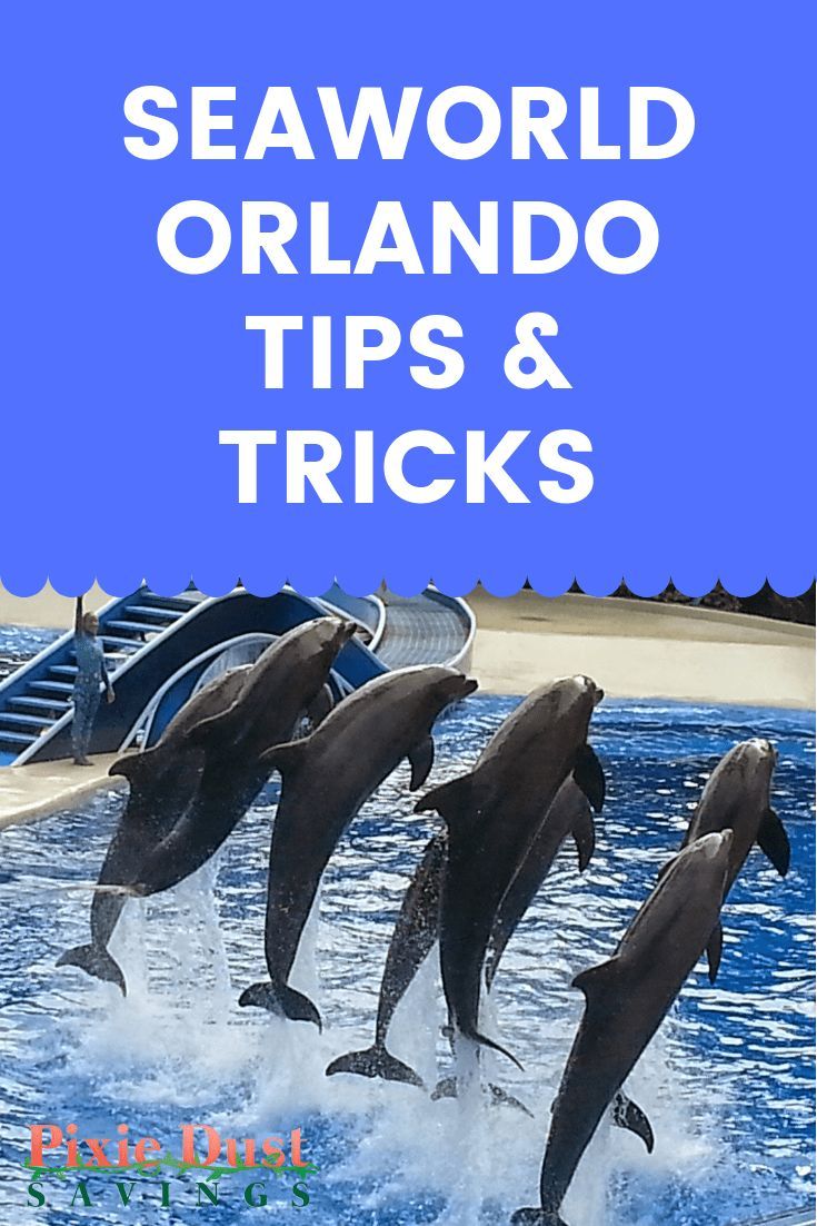 Can You Swim With Dolphins At Seaworld San Antonio Swim With Dolphins At Seaworld Texas Discovery Point Sea World San Antonio Things To Do Species Of Sharks