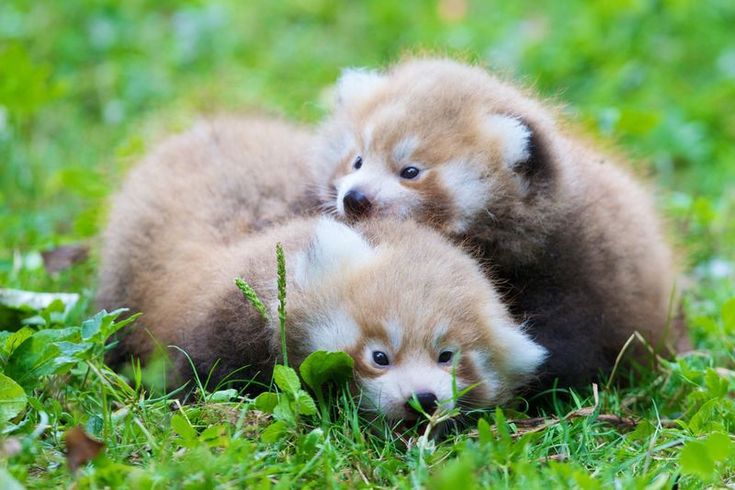 | Cute animals, Red panda, Animals