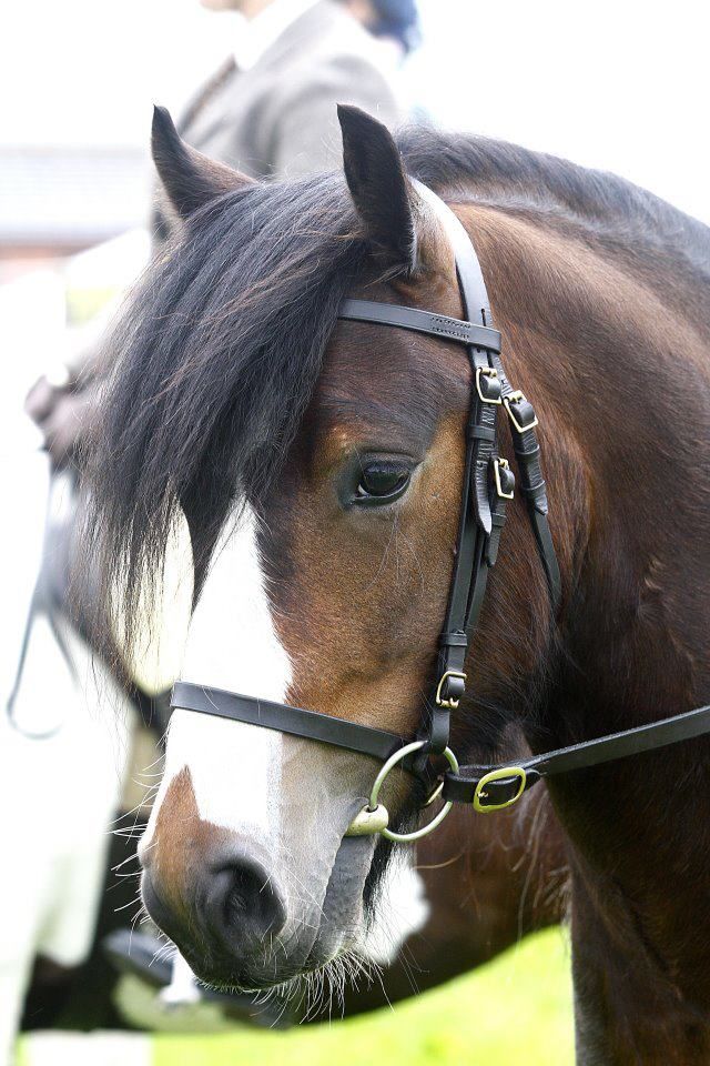 78 best Welsh Mountain Ponies images on Pinterest Welsh pony - best of welsh pony coloring pages 78 best Welsh Mountain Ponies images on Pinterest Welsh pony - best of welsh pony coloring pages