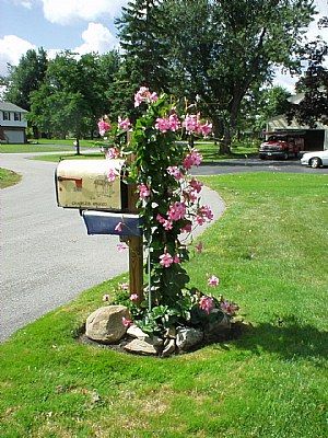 Mandevilla Vine Growing On A Mail Box This Is Gorgeous Patio Mandevilla Vine Growing On A Mail Box This Is Gorgeous Patio Ideas Mailbox Landscaping Garden Front Yard
