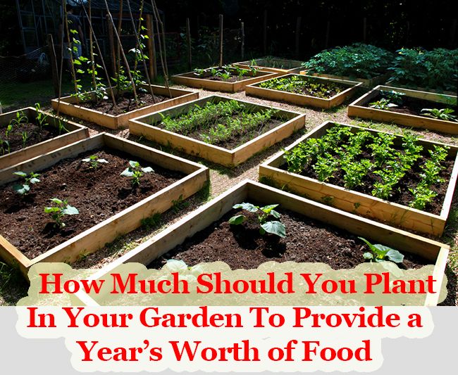 71 Best Diy Home Farming Images On Pinterest Healthy When Should I Start Planting My Vegetable Garden