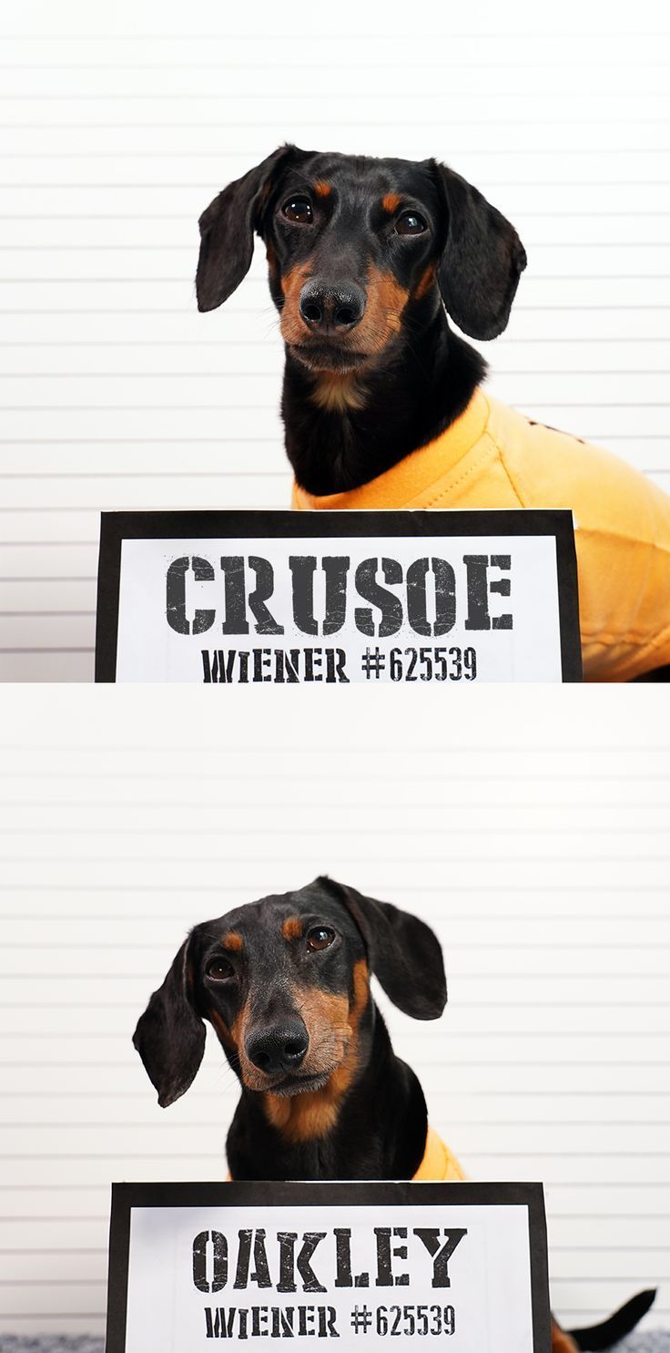 Cute Dog Mugshots Dachshund Dachshunds Cutedogs Dachshund