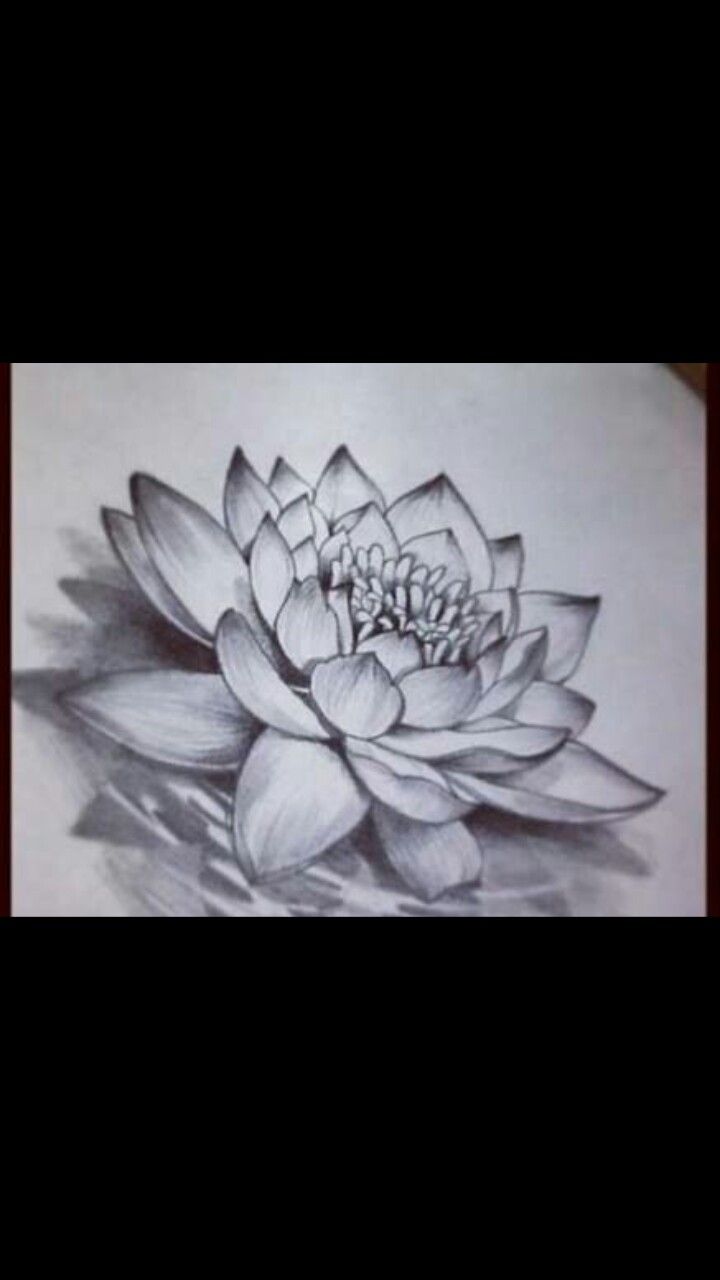 Pin By Rick Lafrance On Ideias De Tatuagens Lotus Flower Drawing Water Lily Tattoos Lotus Flower Tattoo