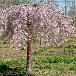 cherry tree utah best 25 weeping cherry tree ideas on flowering trees cherry tree and cherry tree utah best 25 weeping cherry tree ideas on flowering trees cherry tree and