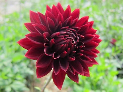 Red Dahlia Centerpiece : Beautiful red dahlia butterfly wedding pinterest