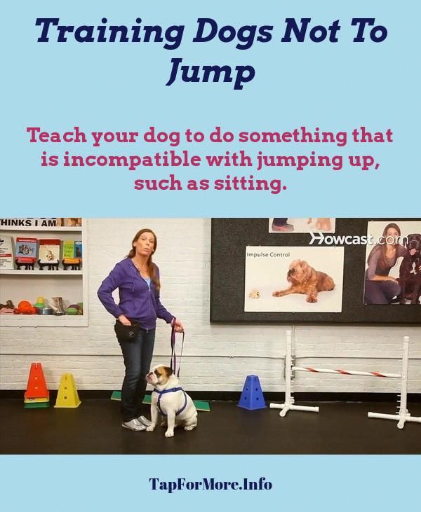 Stop Dog Jumping And Dog Training Tips Biting Check The Pin For