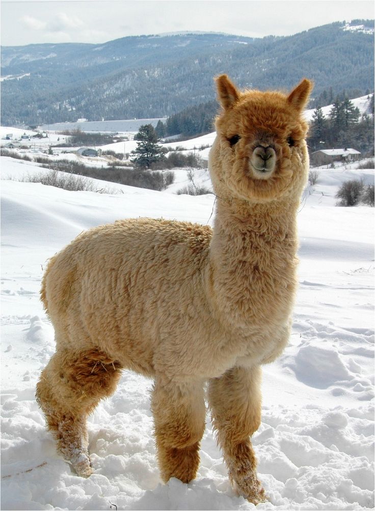 De meest complete alpaca boerderij van Nederland