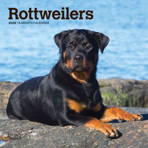 Rottweilers 2020 Calendars Intelligent And Loyal The Rottweiler