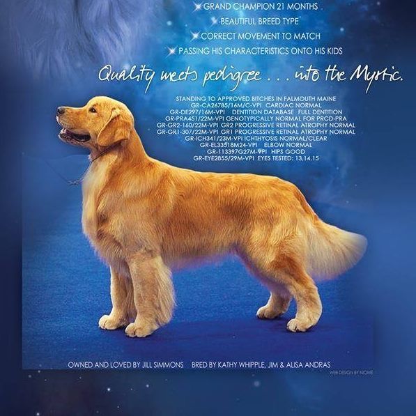 Pin By J Alvernes On Goldens Golden Retriever Breeds Animals