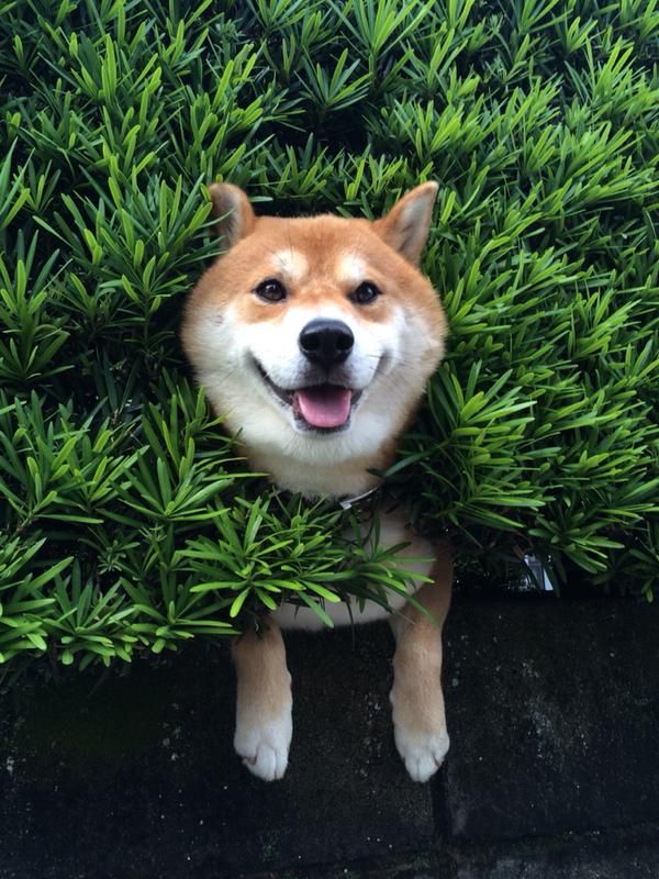 壁紙 のアイデア 1 件 柴犬 可愛い 爆笑画像 写真で一言ボケて 壁紙 のアイデア 1 件 柴犬 可愛い 爆笑画像 写真で一言ボケて