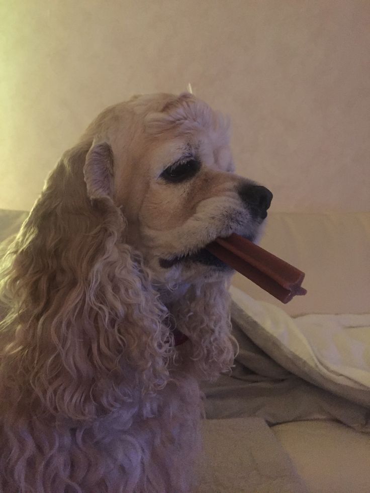 Star Big Ass Endotracheal Tube Size For Cocker Spaniel Mix