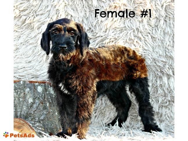Giant Schnoodle Puppies Puppies Schnoodle Puppy Giant Schnauzer