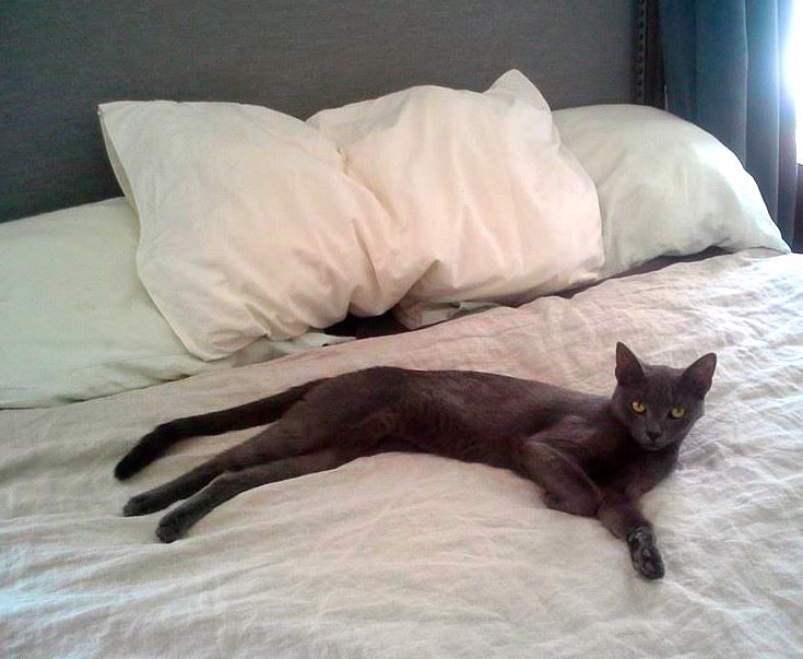 80 Best Go Cat Friendly Images On Pinterest Adventure Baby Nine Pet Friendly Hotel Chains That Welcome Cats Doesn