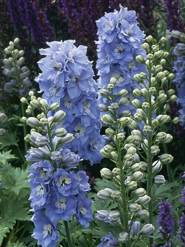 Tall Garden Flowers 393 best perennials images on pinterest | flower gardening Tall Garden Flowers 393 best perennials images on pinterest | flower gardening