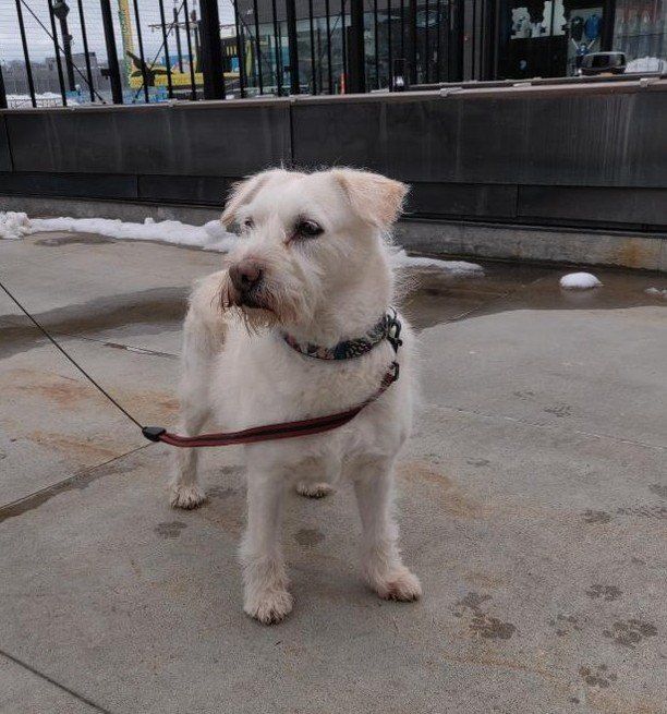 Sighting Only Is This Your Dog Saint Paul Unknown Breed