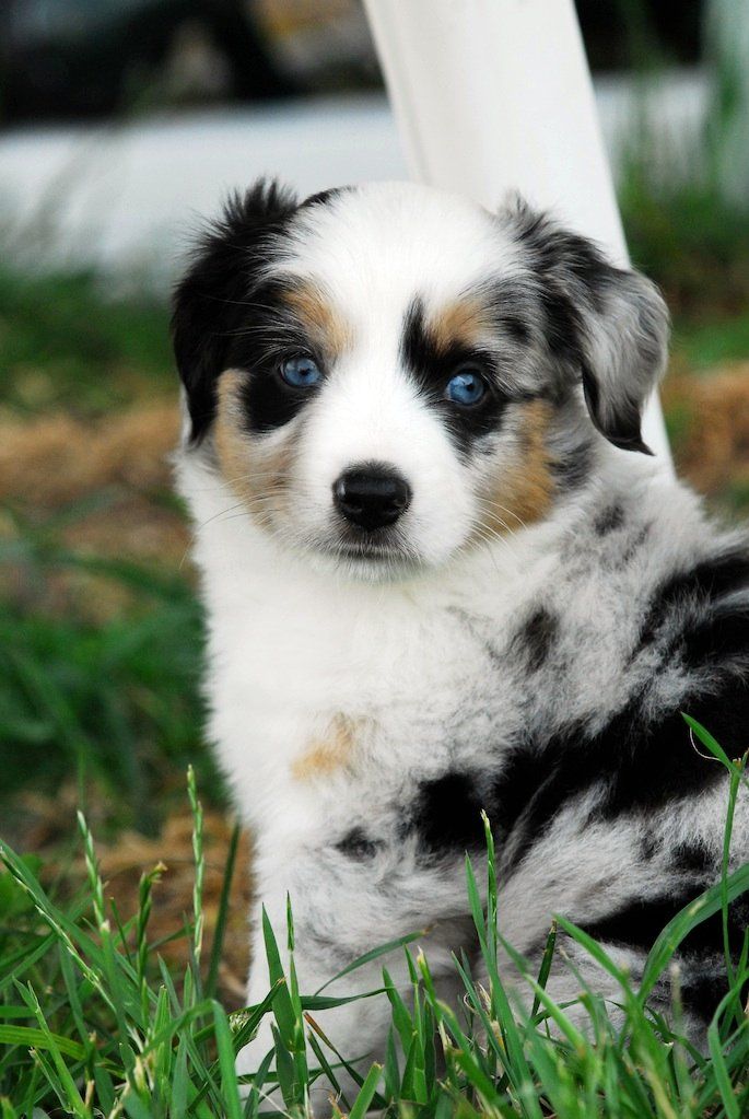 rockin b miniature australian shepherd 2431 best pets and pets images on pinterest animals puppies and rockin b miniature australian shepherd 2431 best pets and pets images on pinterest animals puppies and