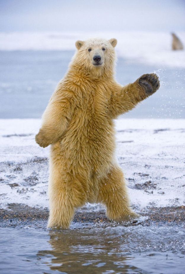 15 best watch me whip images on pinterest funny memes, hilarious 3f2d5d0742bf29d99ca897c8c19011b9 white bears brother bear 15 best watch me whip images on pinterest funny memes, hilarious