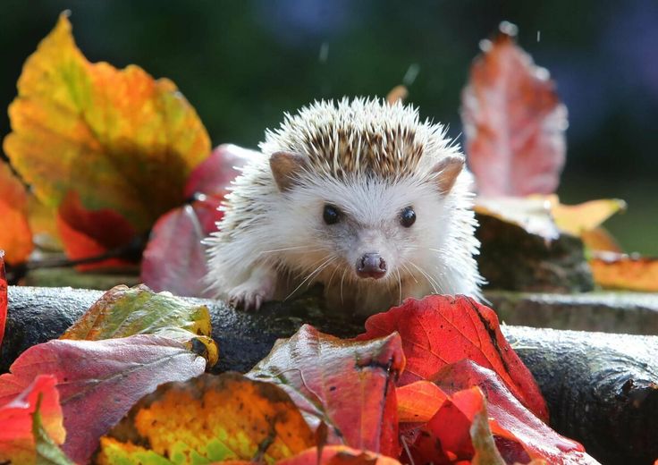 Download wallpapers hedgehog, cute animal, autumn, wildlife, forest animals for