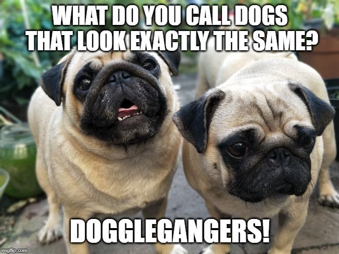 What Would To Identical Look Pugs Be Called Doggleganger Pugs